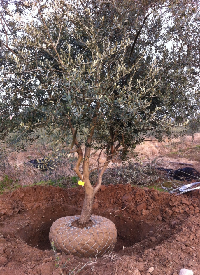 大量供应优质油橄榄树苗